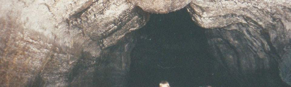 Viikon kuva 11 / 2012